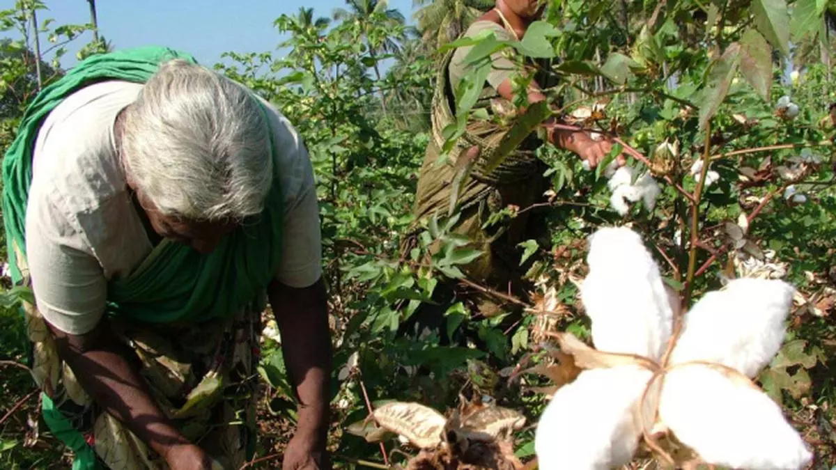 Consensus eludes cotton subsidies - The Hindu BusinessLine