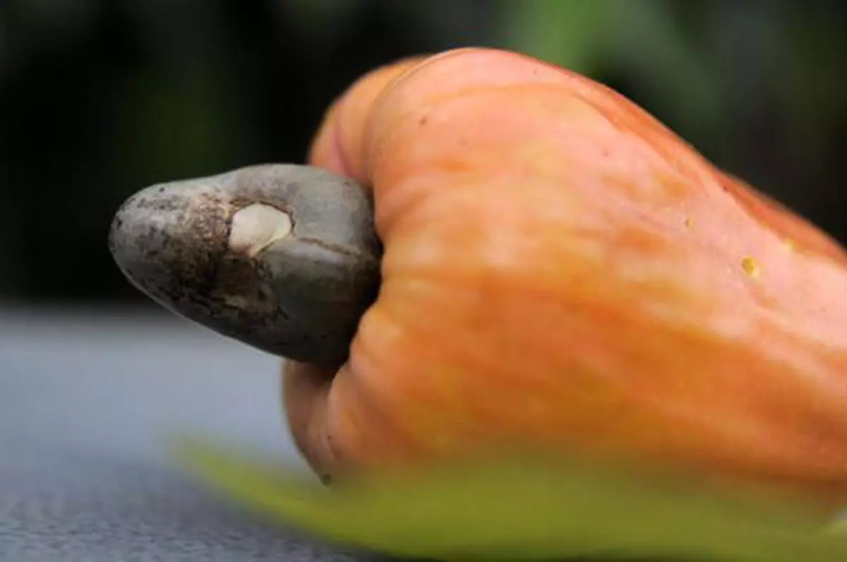 cashew-market-steady-on-pick-up-in-demand-the-hindu-businessline