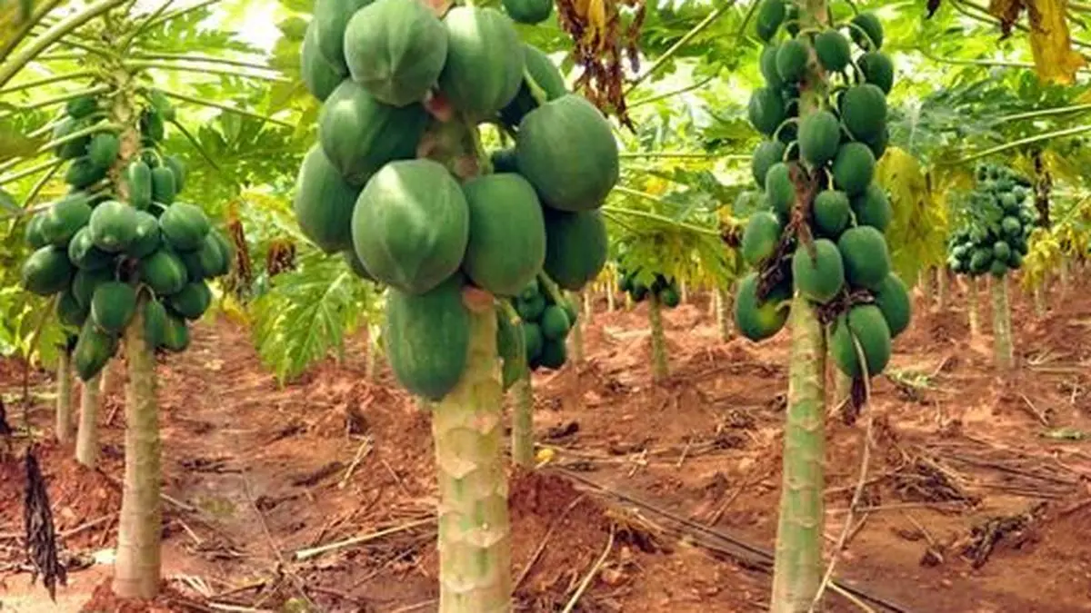 Papaya cultivation, a saving grace for farmers The Hindu BusinessLine