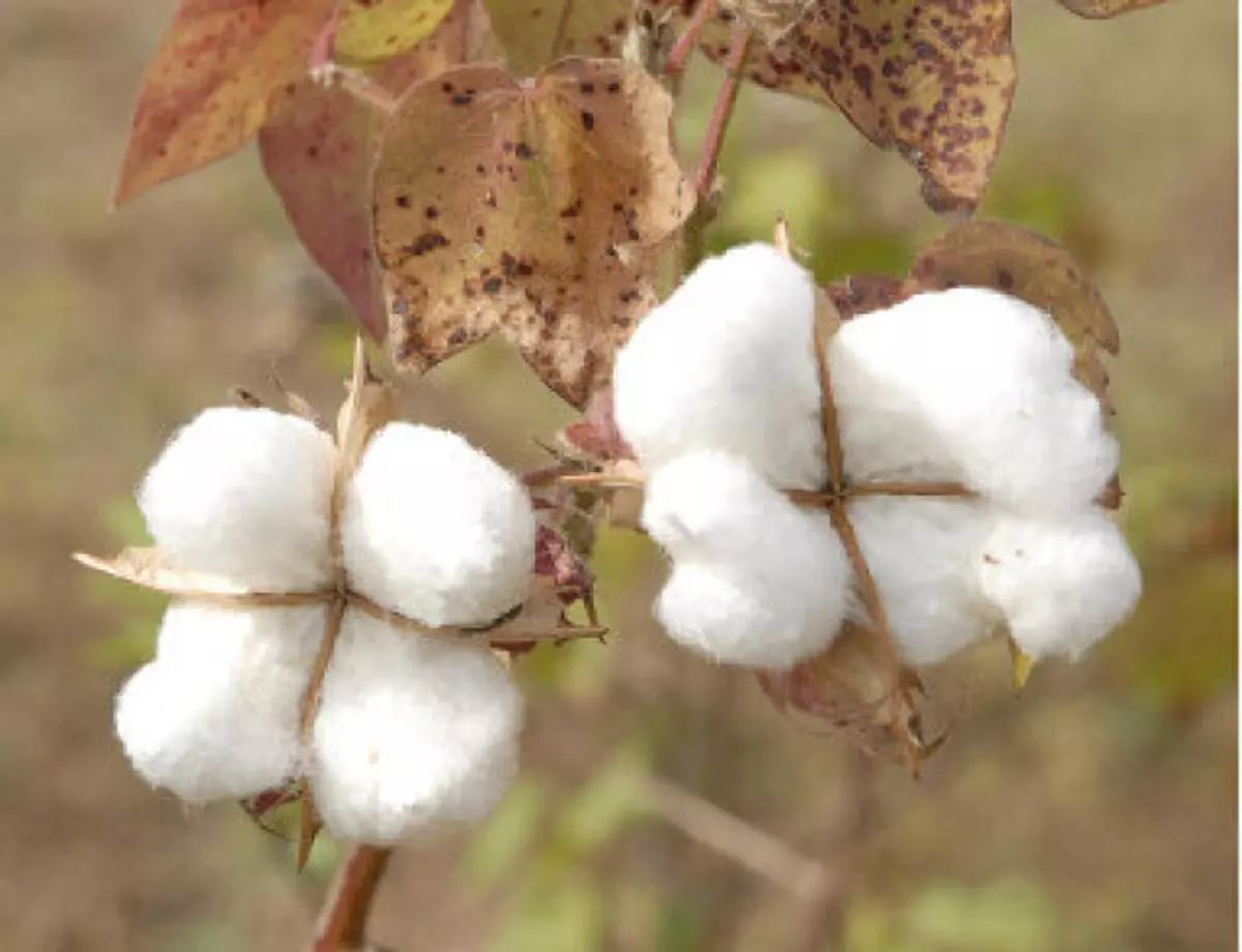 Cotton production is forecast to decrease by two million bales to 32.3 million bales as the area is expected to drop by 10 per cent.