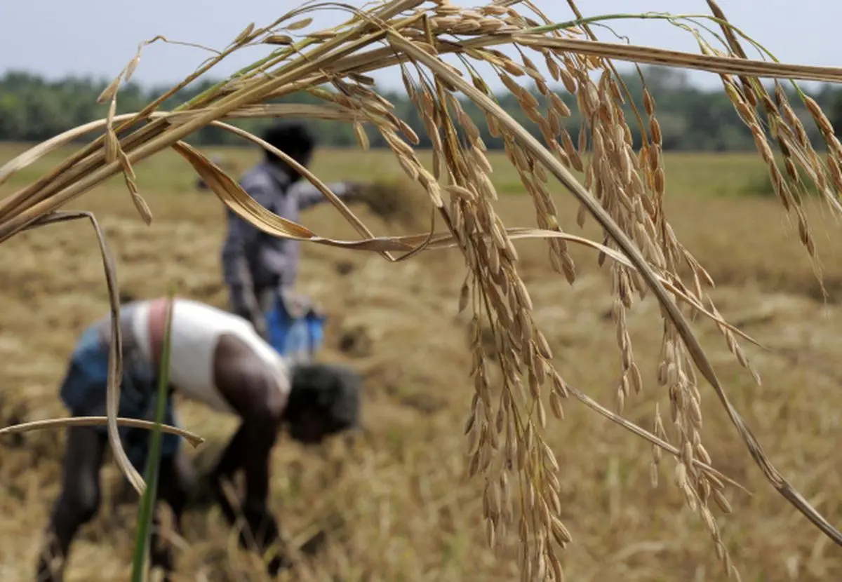 Индия сельское хозяйство ввп. Marginal Farmer.