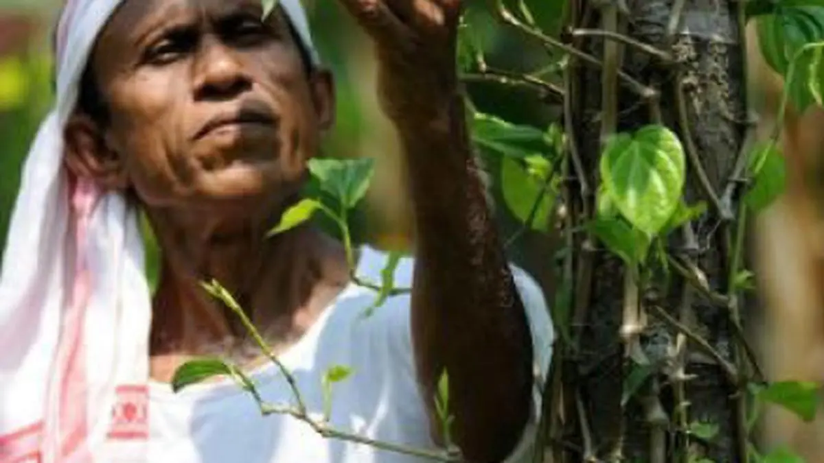 Want plants to grow quicker? Talk to them... sure they catch your accent! The Hindu BusinessLine