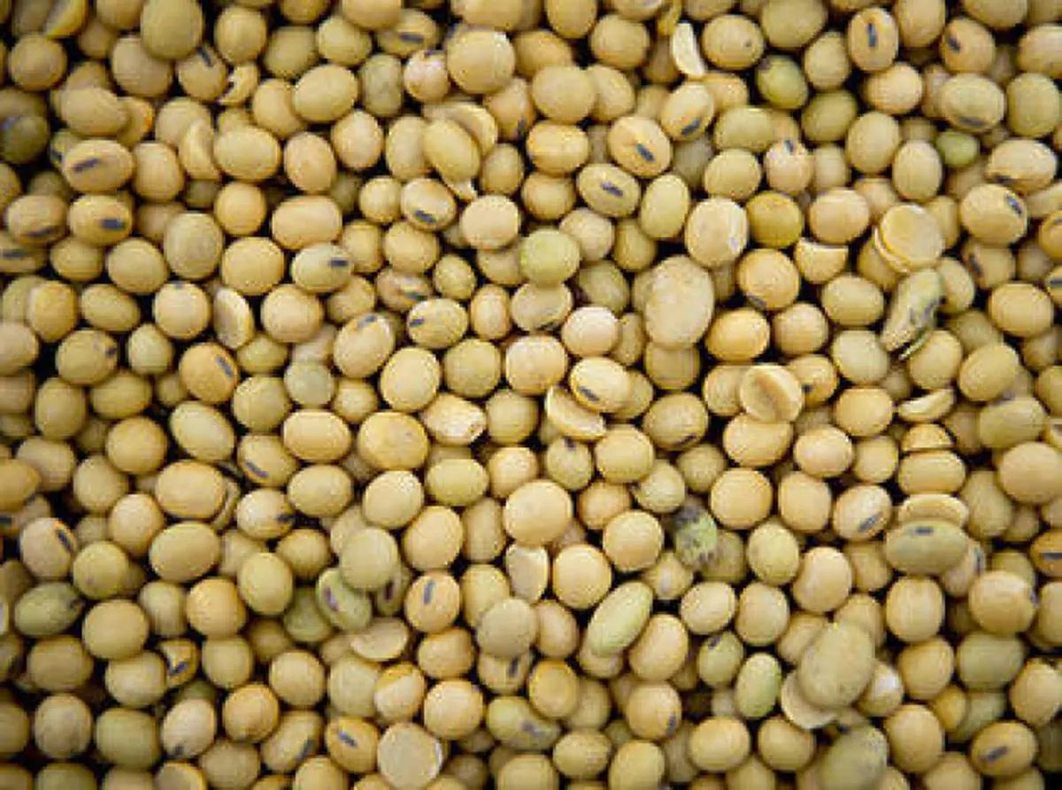 BL16_COM2_SOYBEAN