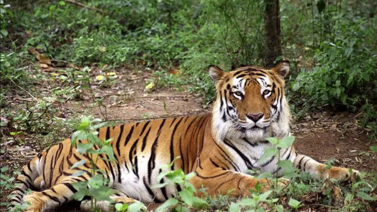 Tiger population increases in Sathyamangalam reserve forests - The ...