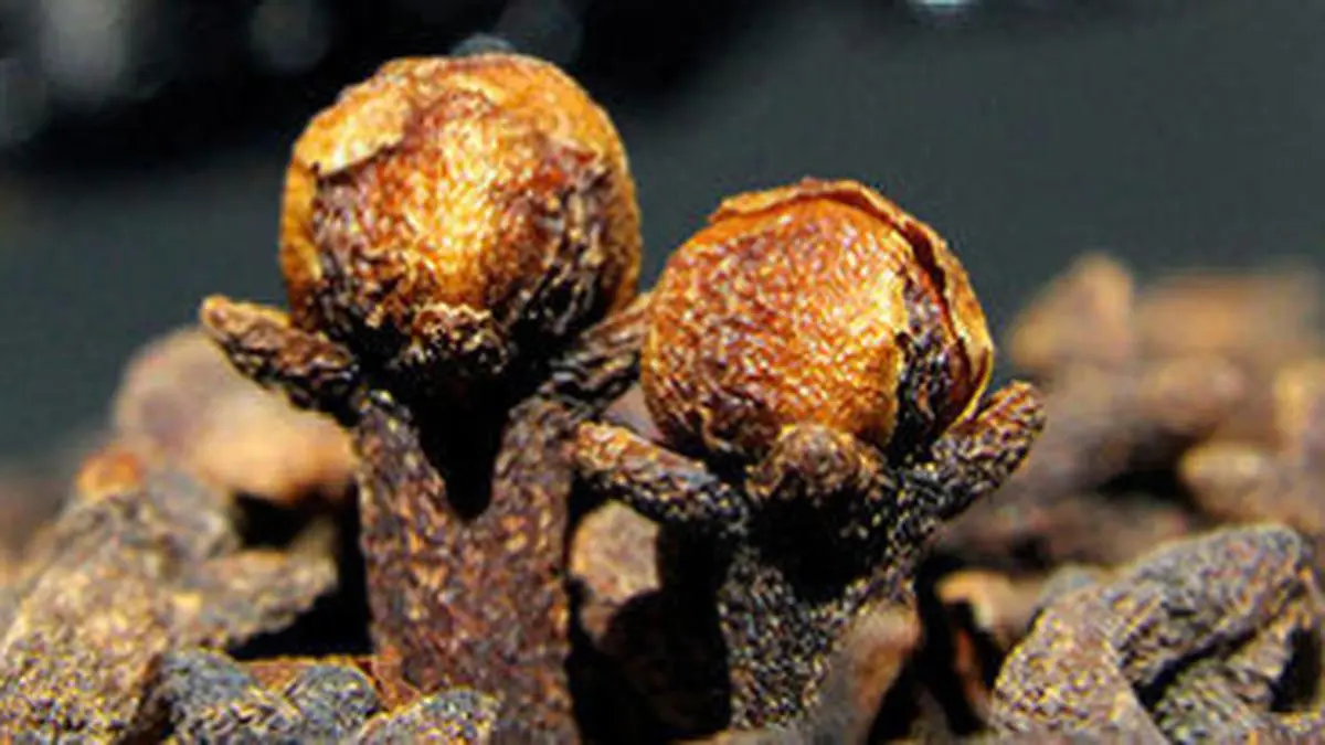 Clove prices stabilise at lower levels The Hindu BusinessLine