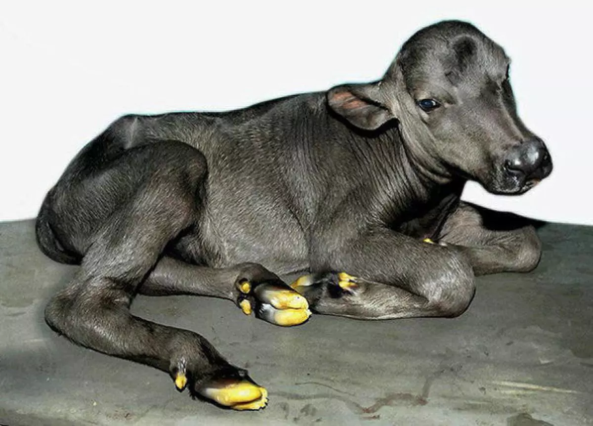 World's first cloned buffalo gives birth to calf in Karnal - The Hindu  BusinessLine