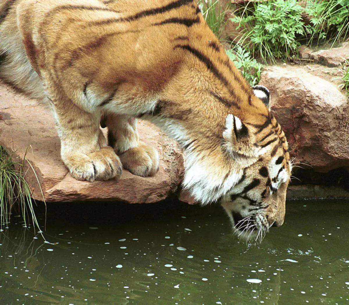 Watch Bengal Tiger