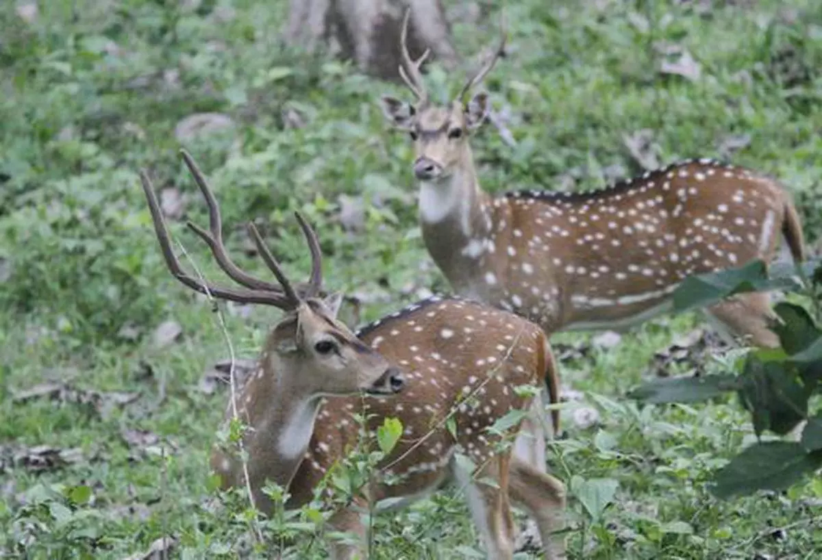 Andaman forests under threat from deer and elephants: Report - The Hindu  BusinessLine