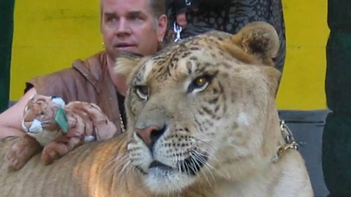 Hercules, giant 10-feet liger sets Guinness World Record - The ...
