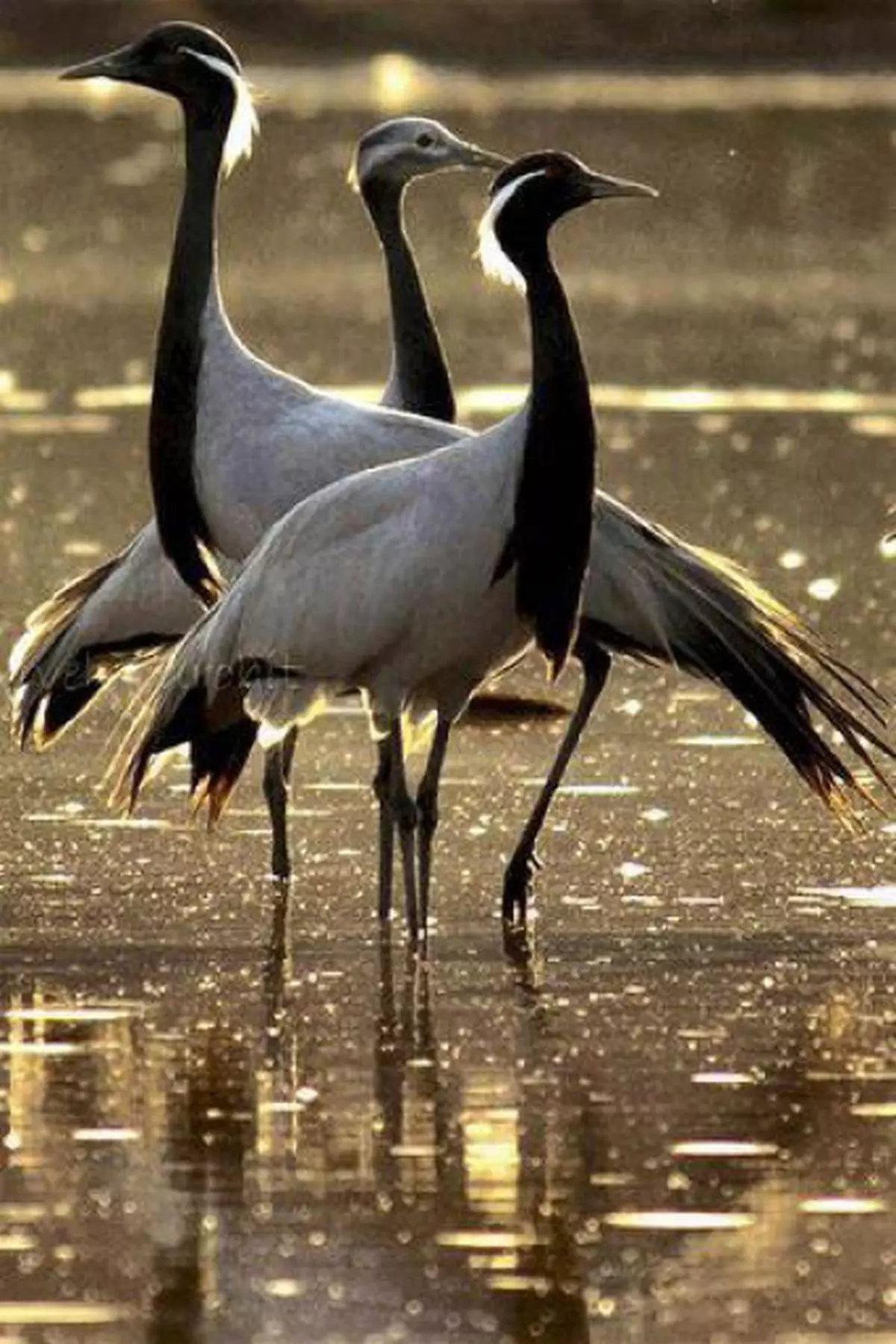 15 bird species in India in critically endangered list - The Hindu  BusinessLine