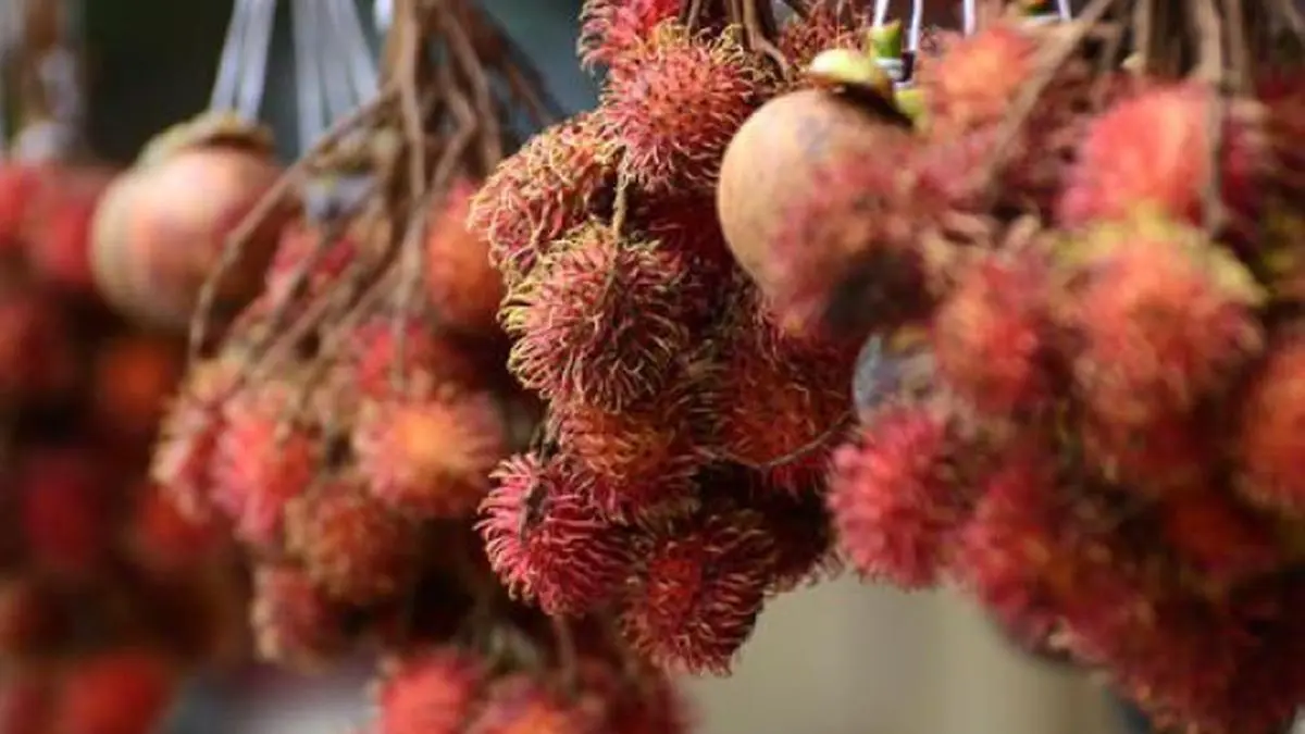 Summer showers save mangosteen, nutmeg crops The Hindu BusinessLine