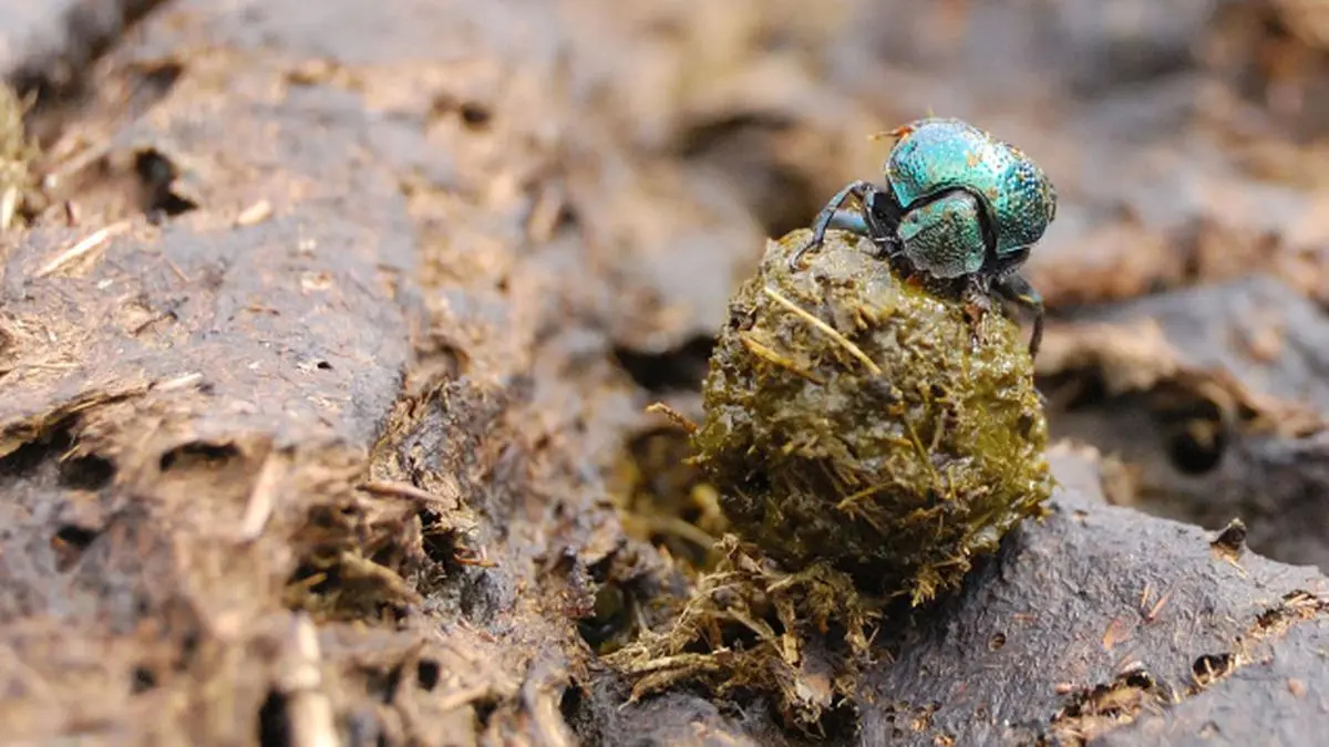 Dung beetles The Hindu BusinessLine
