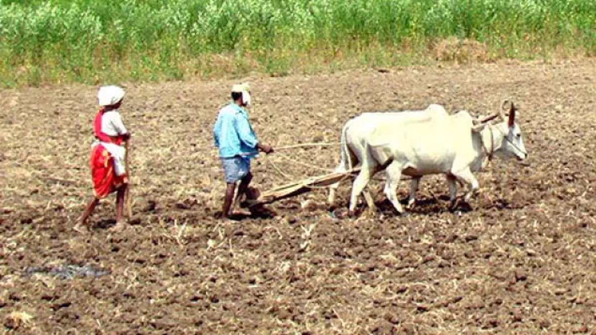 Rabi Sowing Tardy As Crops' Coverage Slips - The Hindu BusinessLine