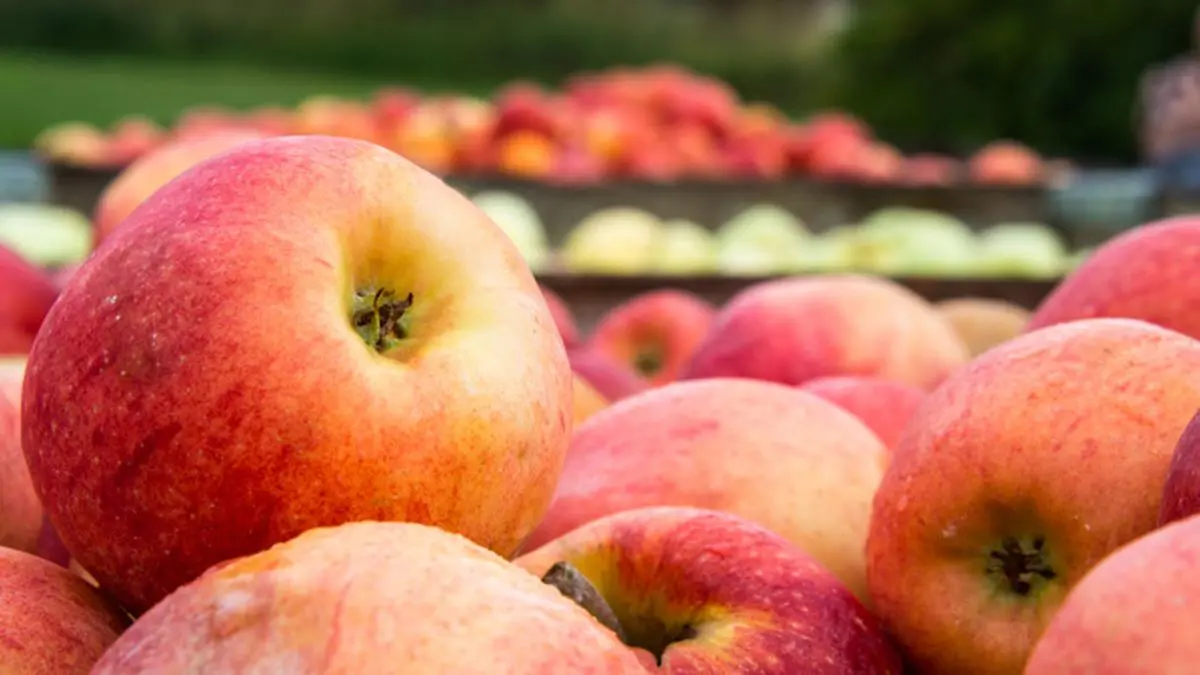 Washington Apples The Hindu BusinessLine