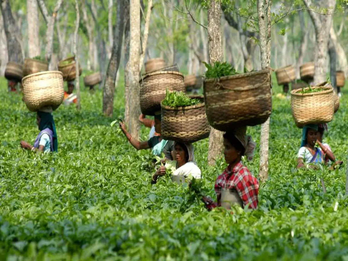 ATTN. NEWS EDITOR - THE HINDUWomen workers plucking tea leaves in a garden with the onset of the peak season of tea industry starting from April in the outskirts of Guwahati, Assam on Wednesday, April 19, 2006. India, the world's largest tea producer, produced an all-time high record of 928 million kg in 2005 compared to 820 million kg in 2004 and Assam is considered the heart of India's tea industry, accounting for about 55 percent of the country's total production. The total production of Assam tea was about 475 million kg last year. A part of the credit for this positive trend goes to the women labour sector who is actively involved in this industry. PHOTO: RITU RAJ KONWAR                                 - ATTN. NEWS EDITOR - THE HINDUWomen workers plucking tea leaves in a garden with the onset of the peak season of tea industry starting from April in the outskirts of Guwahati, Assam on Wednesday, April 19, 2006. India, the worlds largest tea producer, produced an all-time high record of 928 million kg in 2005 compared to 820 million kg in 2004 and Assam is considered the heart of Indias tea industry, accounting for about 55 percent of the countrys total production. The total production of Assam tea was about 475 million kg last year. A part of the credit for this positive trend goes to the women labour sector who is actively involved in this industry. PHOTO: RITU RAJ KONWAR