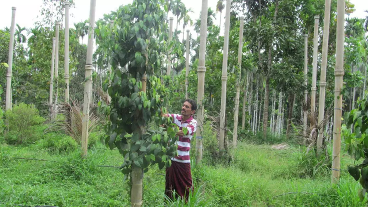 black pepper plantation