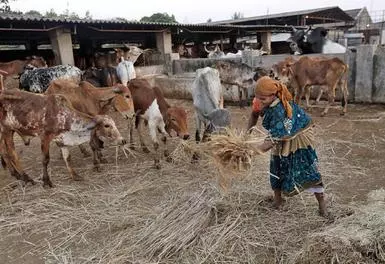 How animal welfare training has changed the lives of these rural women -  The Hindu BusinessLine