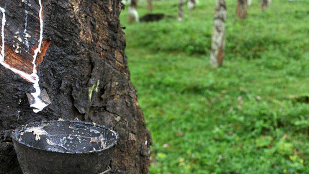 Centrum Geletterdheid comfort Kerala approves subsidy for rubber farmers - The Hindu BusinessLine