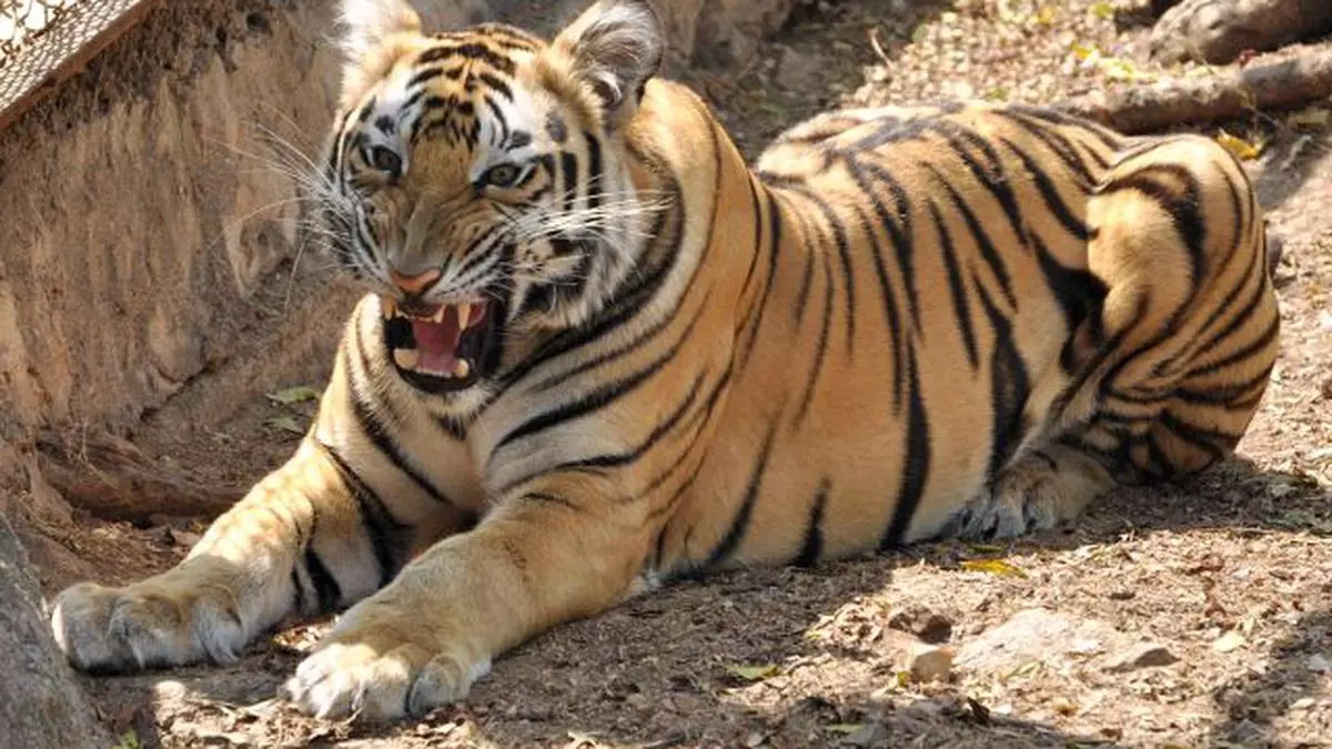 A tiger's day out in Hyderabad zoo - The Hindu BusinessLine