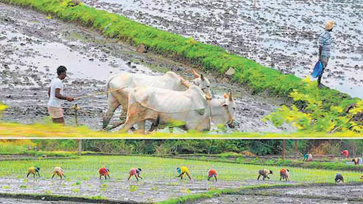 Rabi Sowing - The Hindu BusinessLine