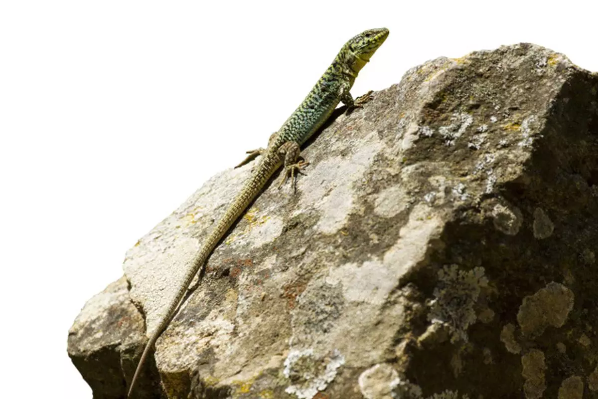 Lizard, lizard on the wall - The Hindu BusinessLine