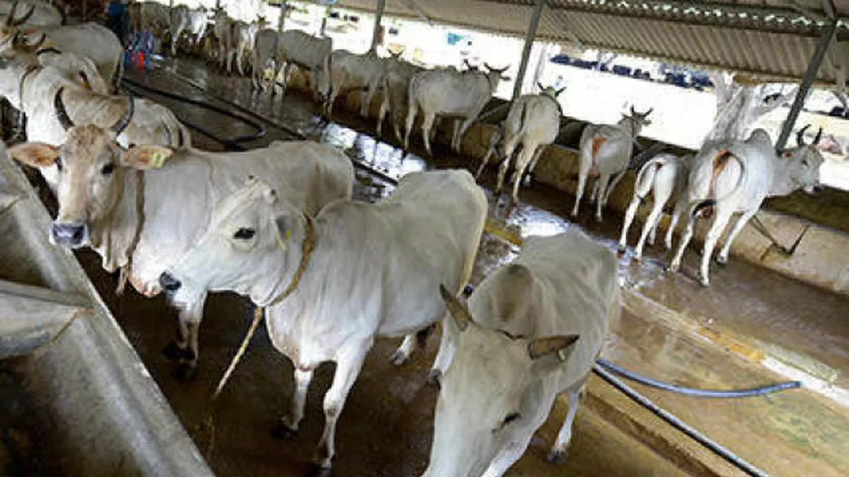 moo-s-the-word-ivf-for-desi-cows-promises-milk-revolution-the