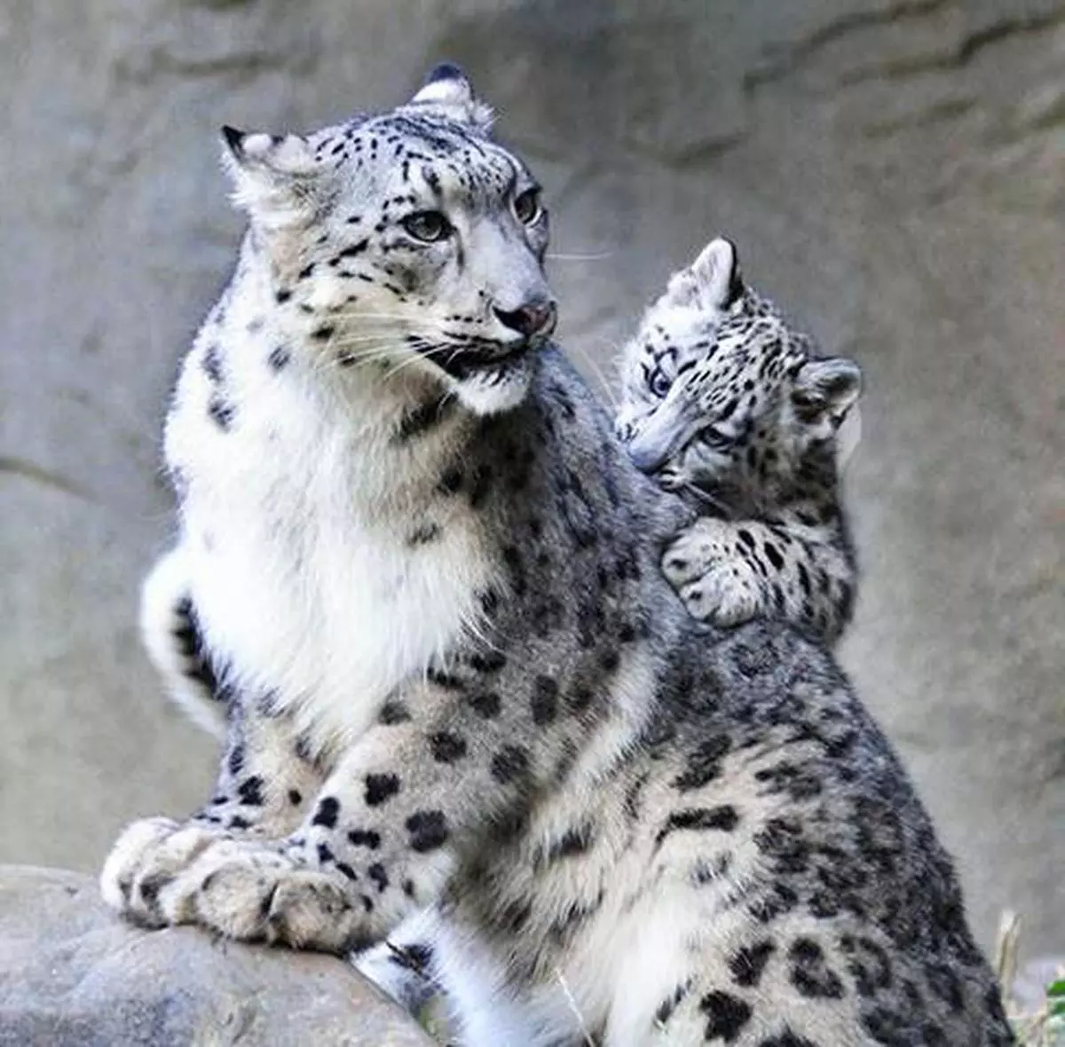 How Snow Leopard Selfies And AI Can Help Save The Species