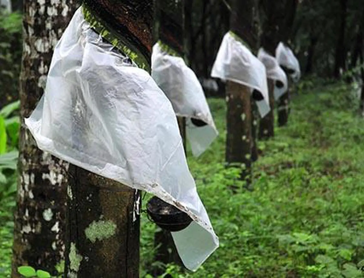 Leaf fall disease poses new challenge to rubber growers - The Hindu  BusinessLine