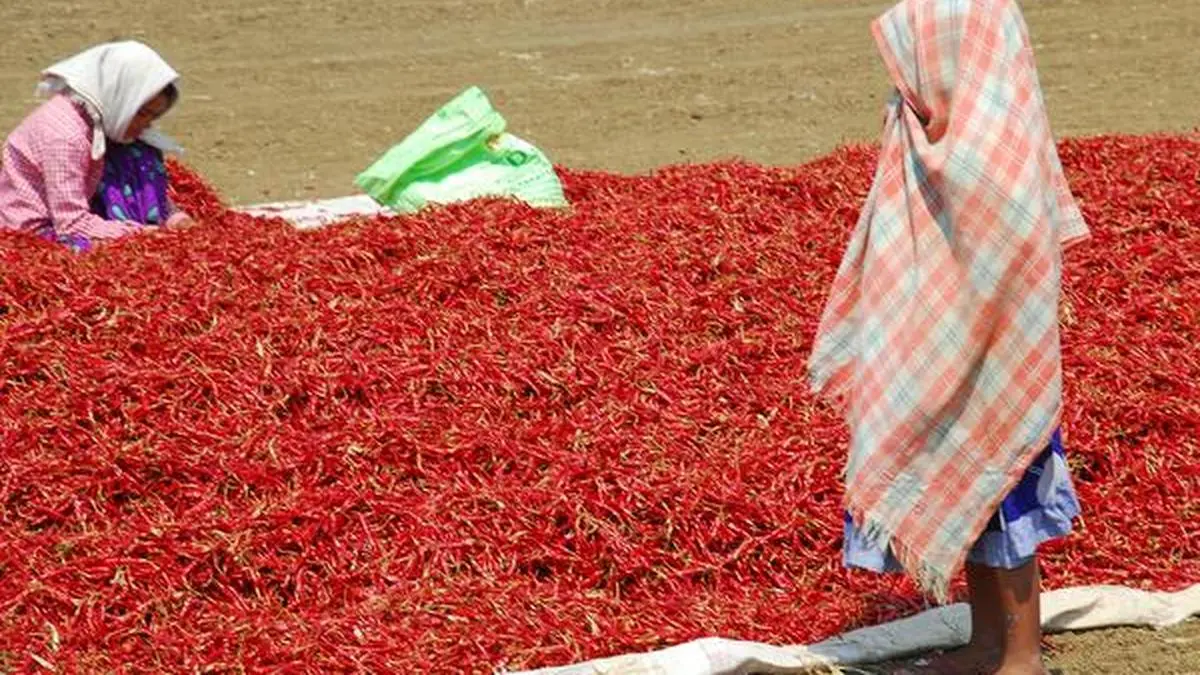 Irate Guntur chilli farmers block traffic - The Hindu BusinessLine