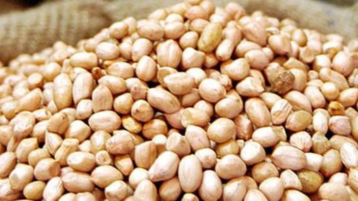 Groundnut will be the star of the show this kharif in Gujarat The