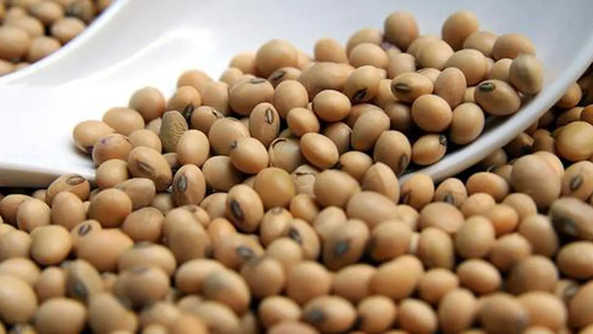 Ncdex soyabean hotsell
