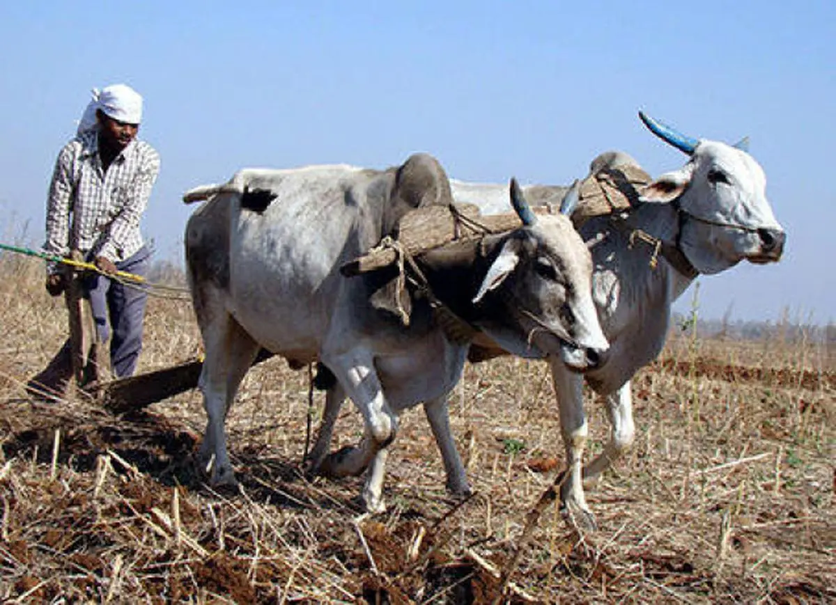 Ploughing a lonely furrow.