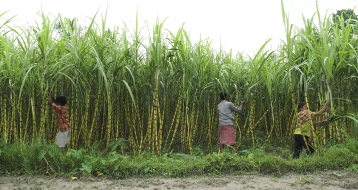Despite higher cane output, sugar prices may hold firm.