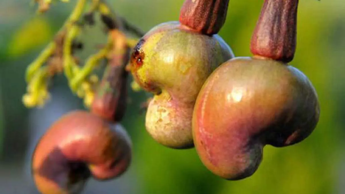 Cashew firm on buying support; domestic market active - The Hindu ...