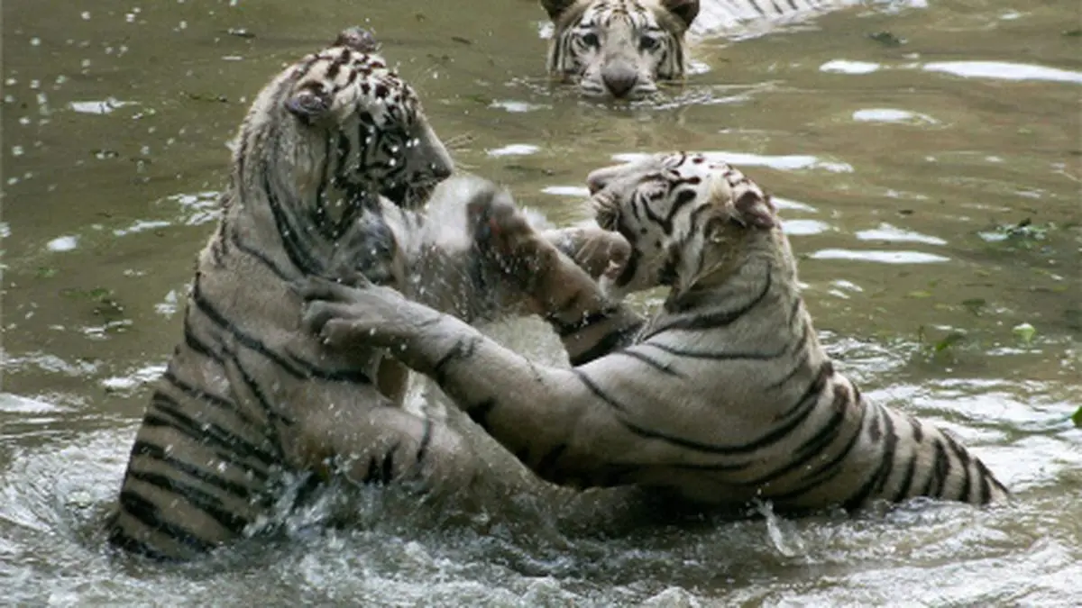 Govt gives ‘inprinciple' nod to white tiger breeding centre The