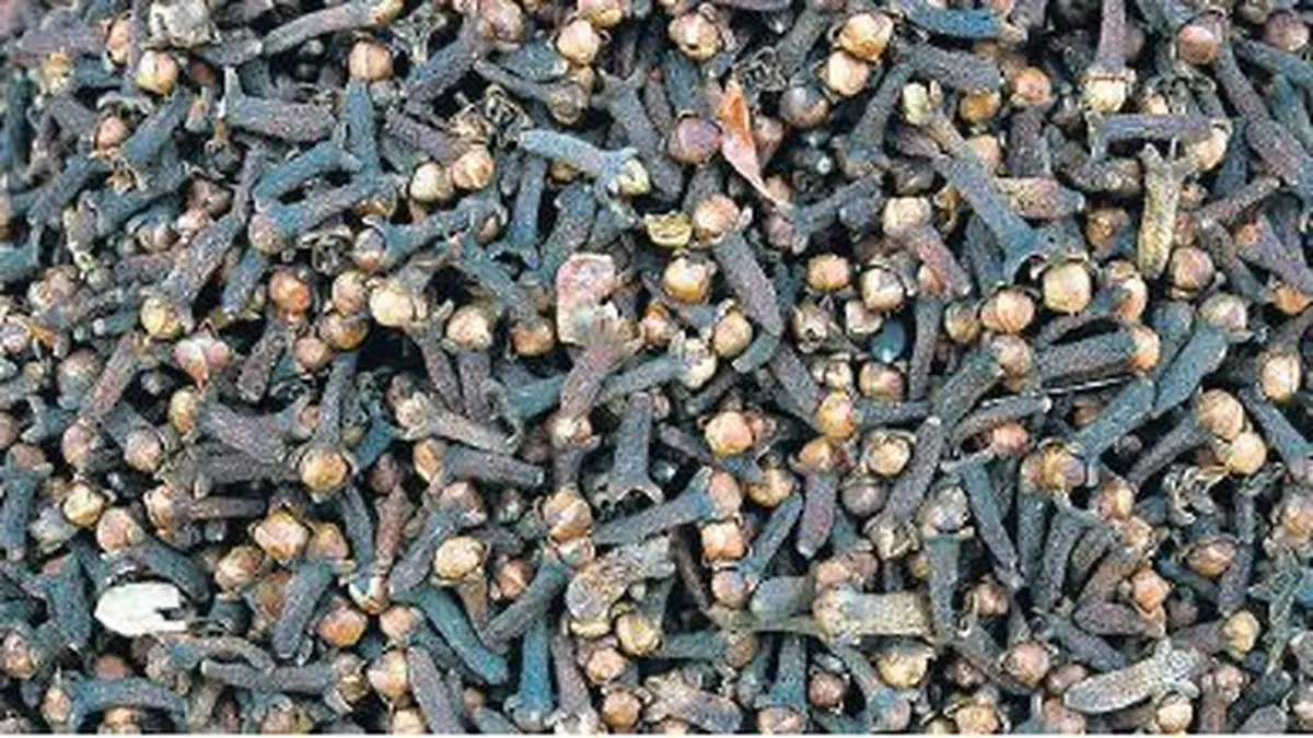 Cloves will rule steady as demand matches supply The Hindu BusinessLine
