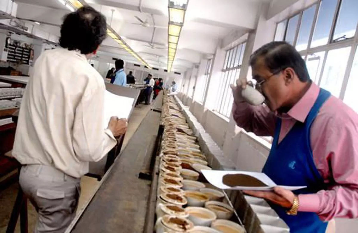 As J Thomas &amp; Company pvt ltd, world's oldest tea auctioneers, prepares for celebration of 150th year, tea tasting goes in its tea tasting room claimed to be the largest in the world in Kolkata: Photo: Sushanta Patronobish
