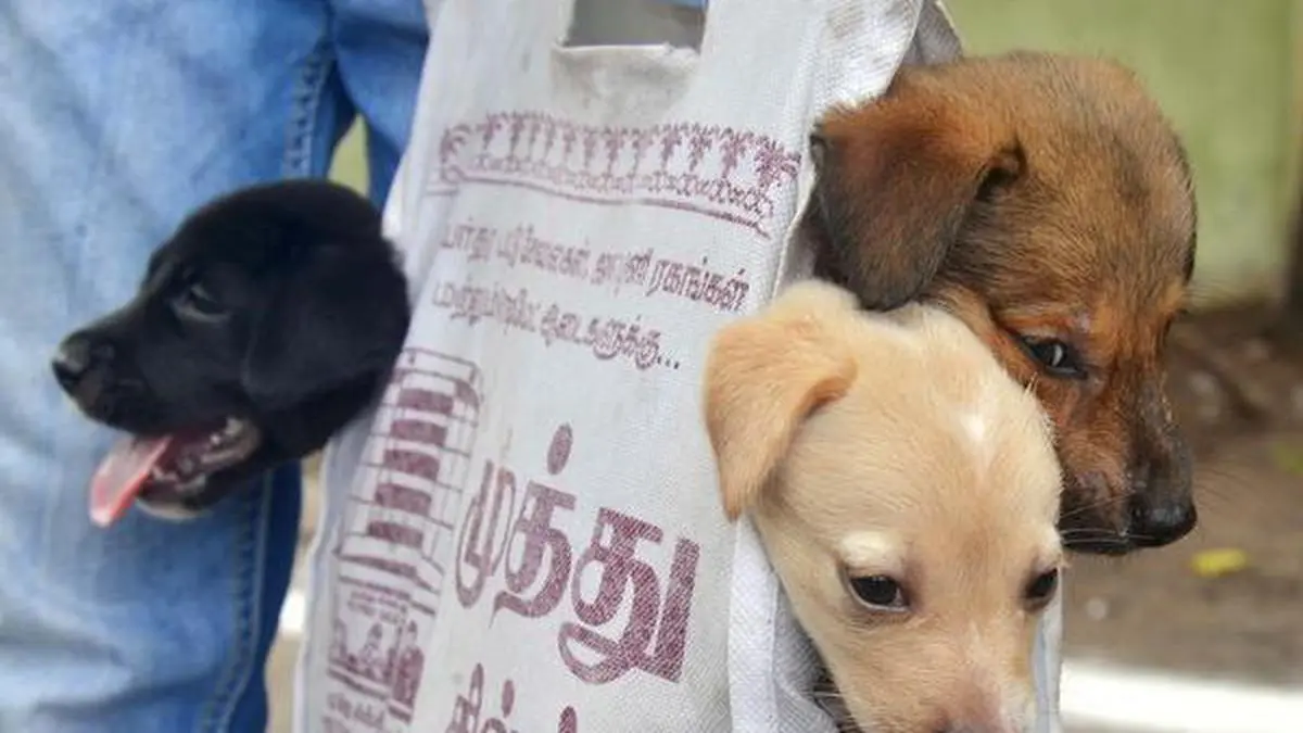 dog-vaccination-cost-in-india-peacecommission-kdsg-gov-ng