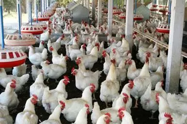 suguna chicken farm