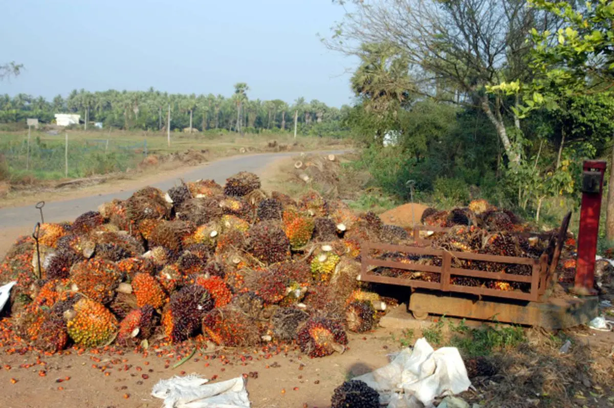 Nothing slick about oil palm for West Godavari farmers The Hindu