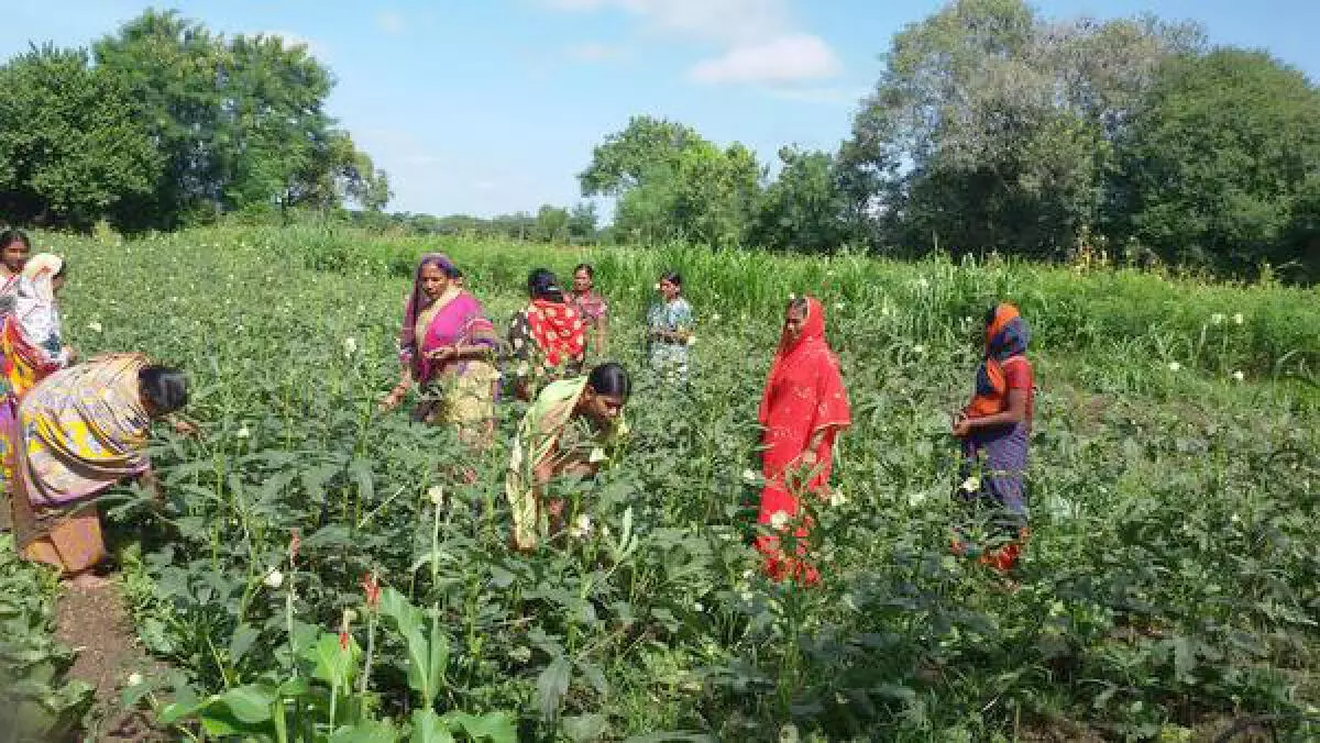 Women farmers in Latur, Maharashtra