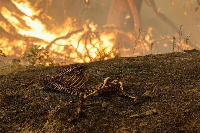 The remains of an animal is seen as McKinney Fire burns near Yreka, California, US, July 30, 2022. REUTERS