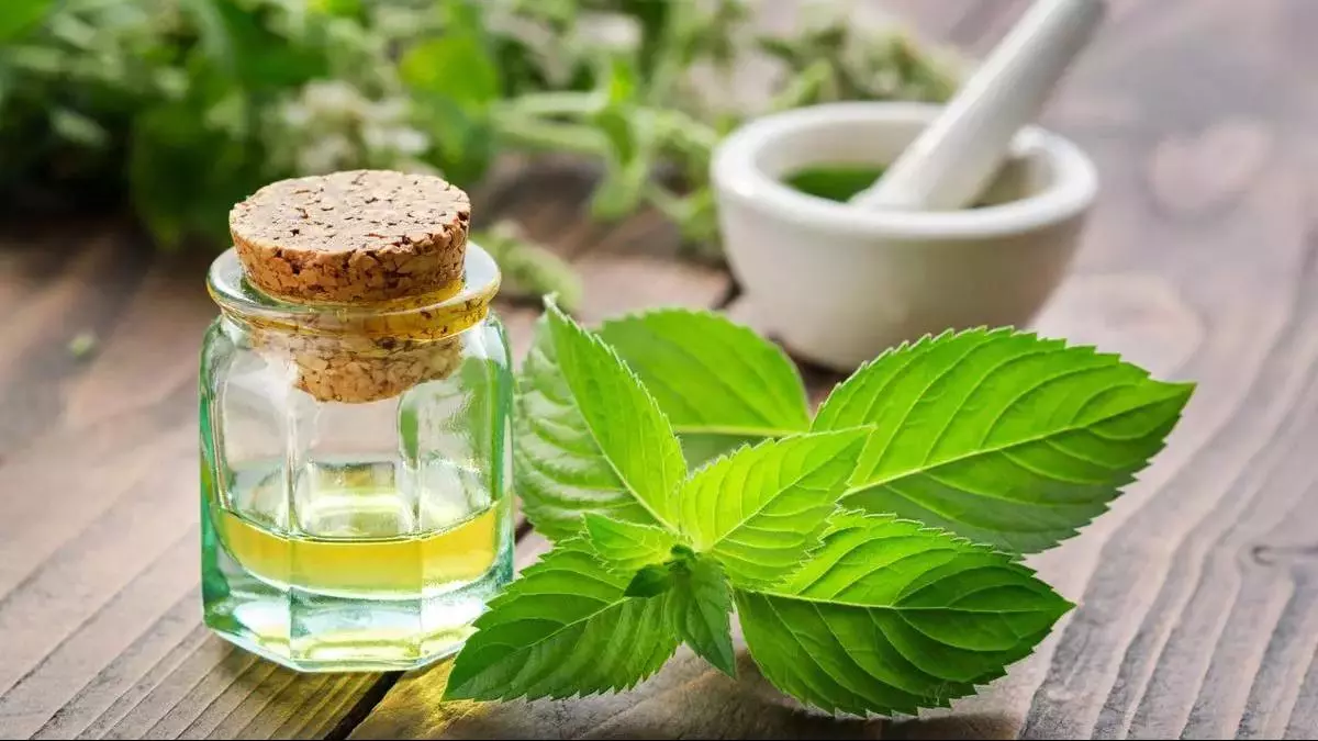 Domestic mentha oil industry in crisis due to jump in synthetic mentha ...