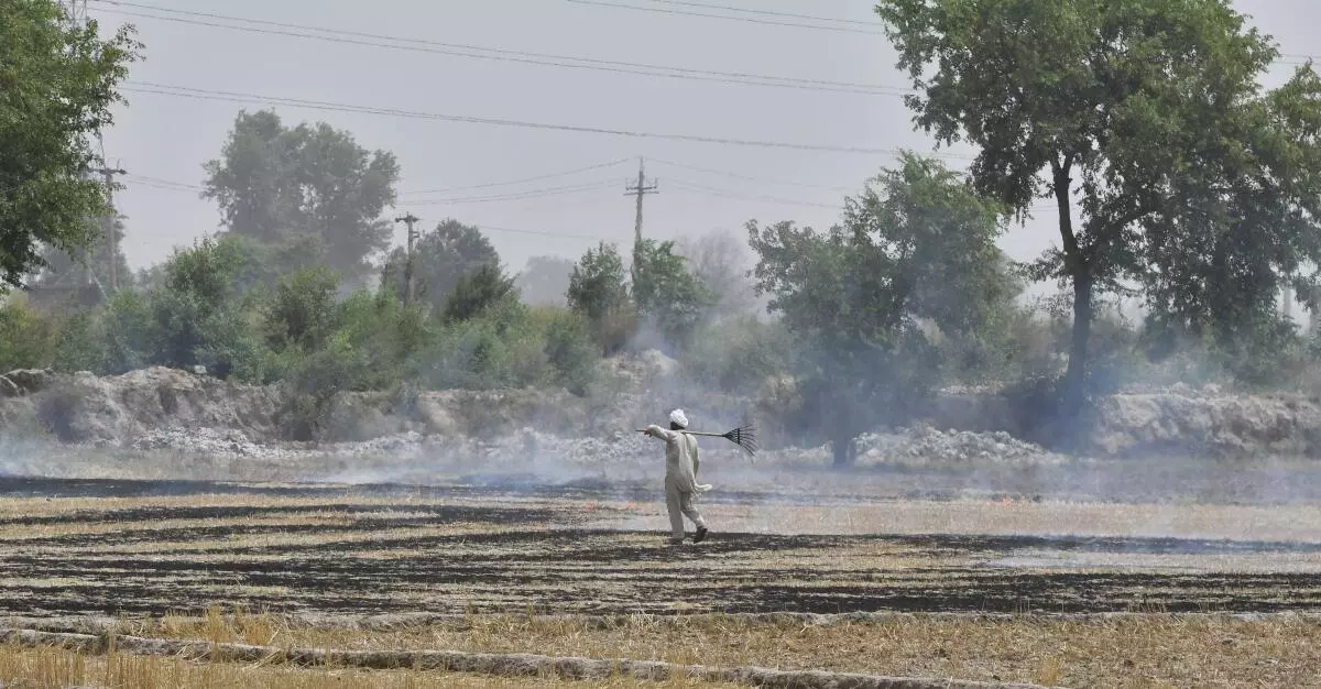 A farmer burns stubble during the searing heat on the Delhi-Sirsa highway on May 31, 2022. (SUSHIL KUMAR VERMA/The Hindu)