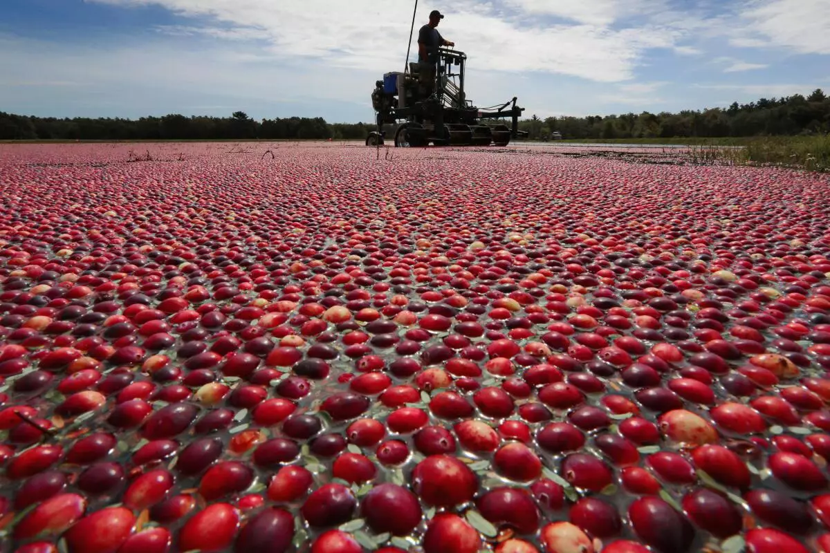 US cranberries in India are commonly available in dried or in juice form. (Representative pic/AP/File photo)