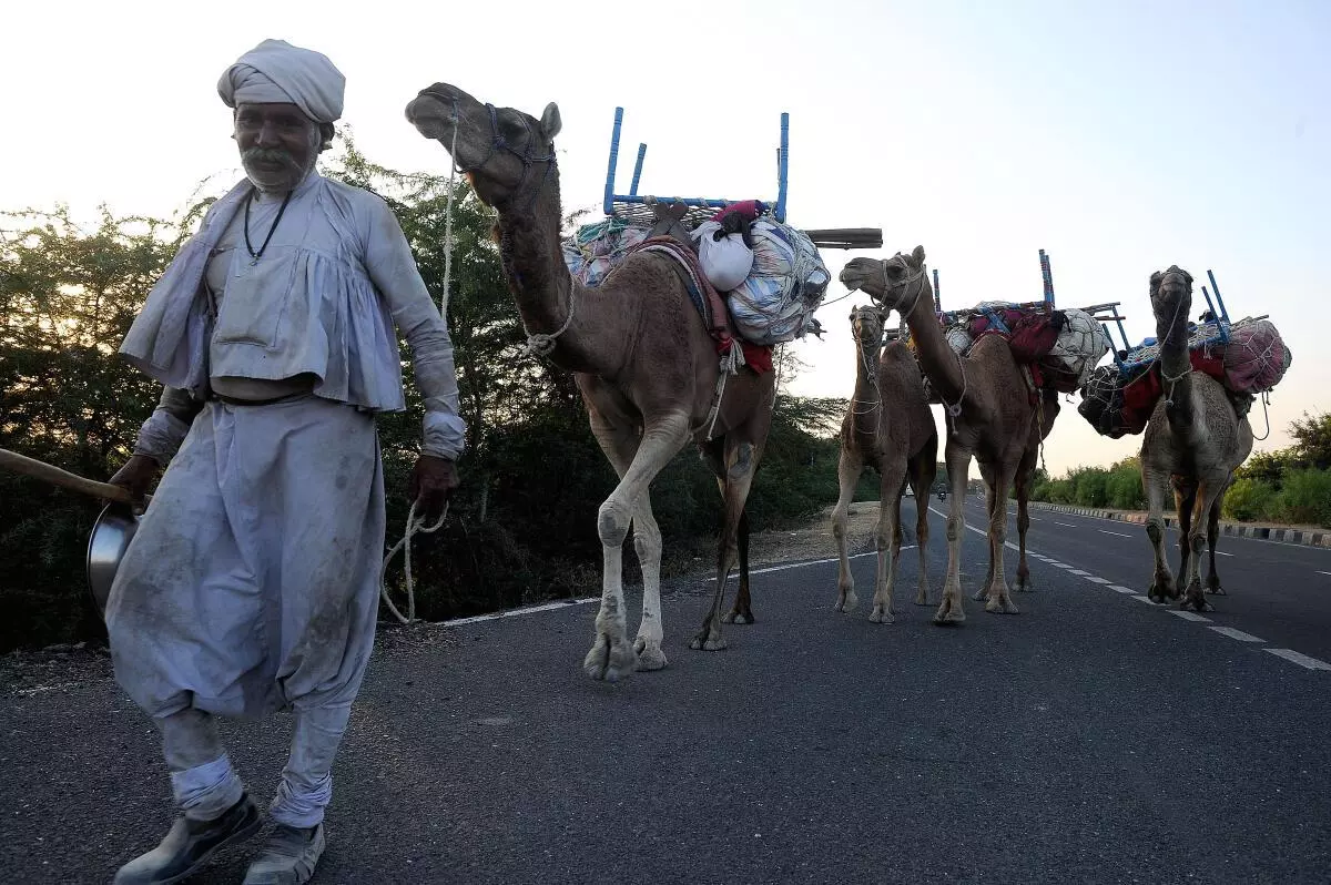 A Camel Herder with his livestock writens back to him village near Kutiana, Gujarat ahead of Gujarat Assembly 2022 Election on Saturday November 26, 2022. (Photo: VIJAY SONEJI/The Hindu)