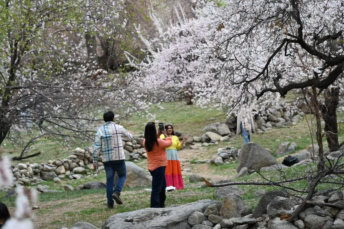 thehindubusinessline.com - Ladakh turns to apricot blossoms to stretch short tourism season