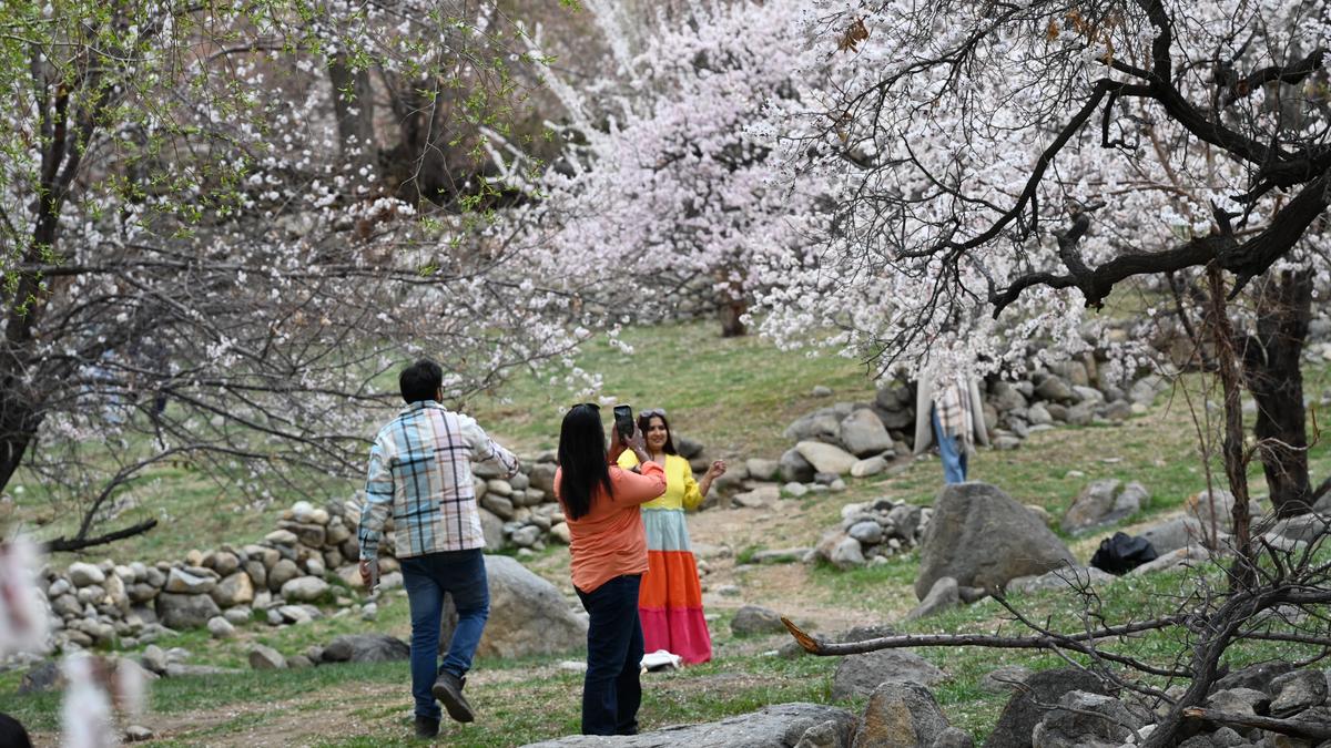 Ladakh turns to apricot blossoms to stretch short tourism season