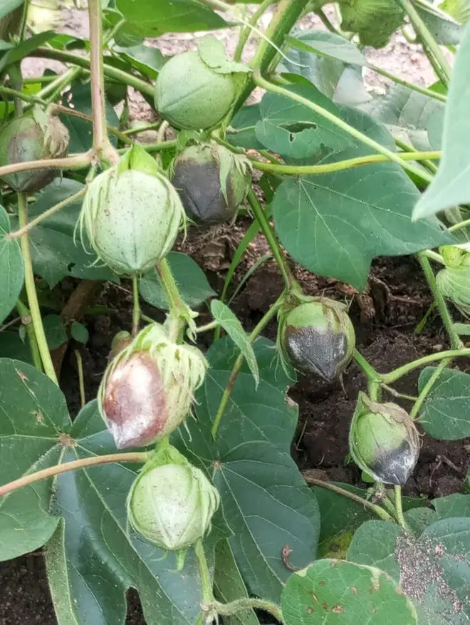 Bolls rotting on a cotton plant at a farm near Kurnool Bolls rotting on a cotton plant at a farm near Kurnool
