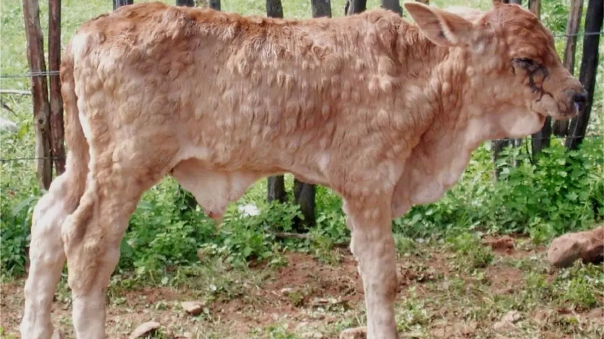 Gujarat Starts Vaccinating Cattle Against Dreaded Lumpy Skin Disease The Hindu Businessline 1064